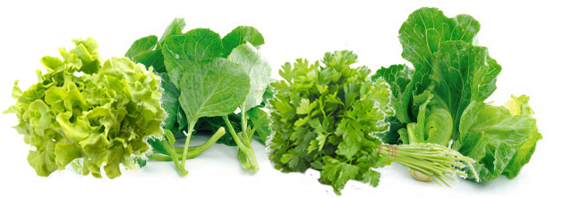 kale vegetable green