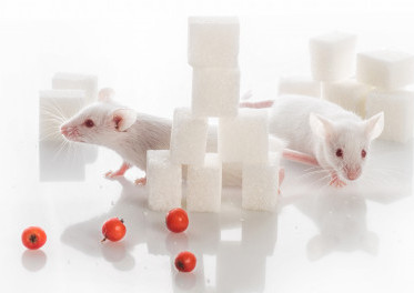 two white laboratory mice among sugar cubes diabetes concept 71985 201
